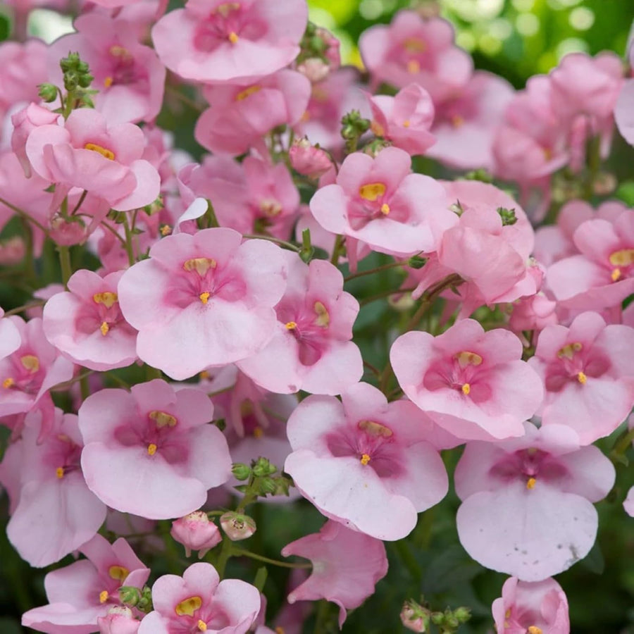 Diascia Bedding Plants  4