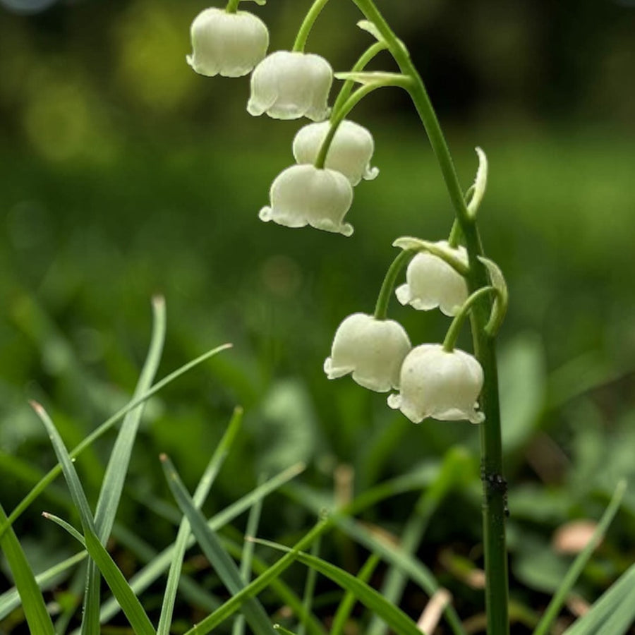 Lily of the Valley Bare Roots  3