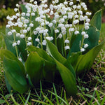 Lily of the Valley Bare Roots  2