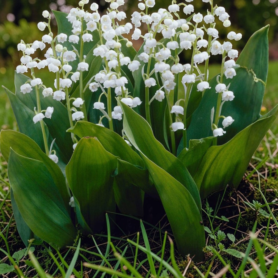 Lily of the Valley Bare Roots  2