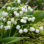Lily of the Valley Bare Roots  1