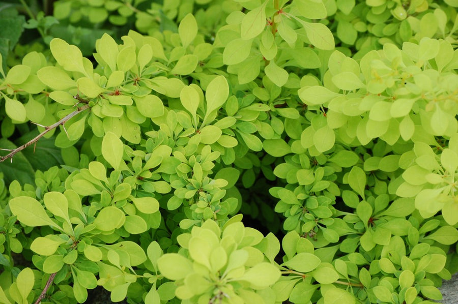 Berberis Thunbergii Lime Star Berberis thunbergii 'Lime Star' image3 3