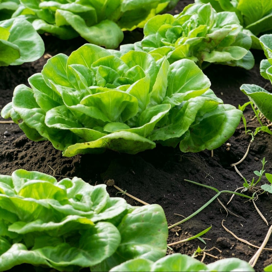 Little Gem Lettuce Plant  3