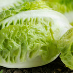 Lettuce Plant  4
