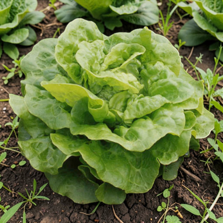 Lettuce Plant  3