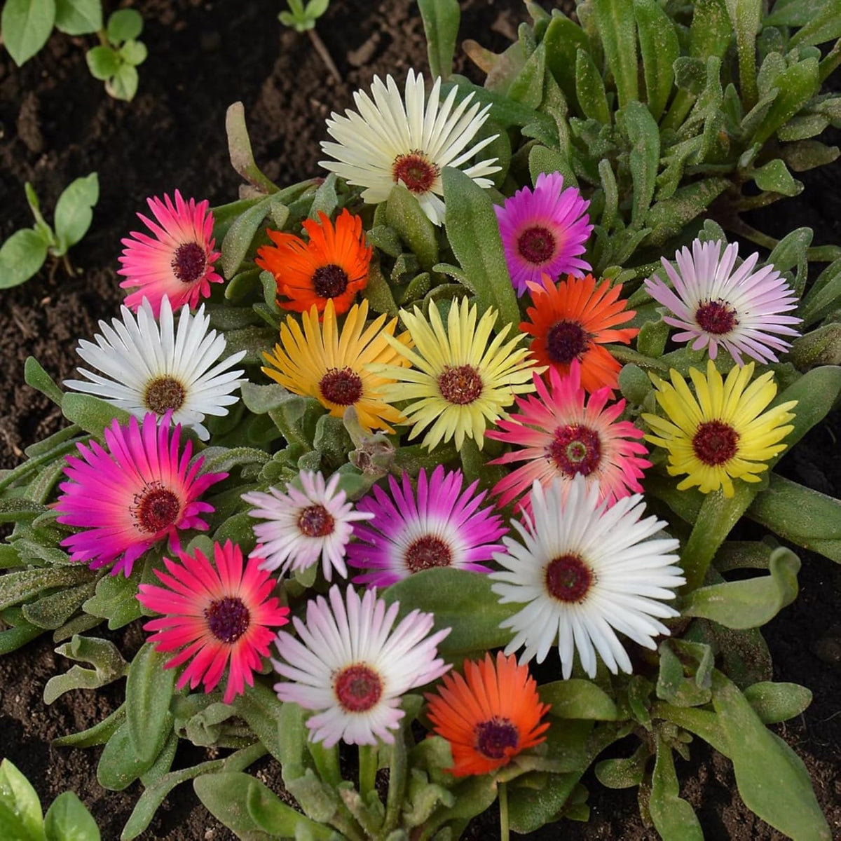 Livingstone Daisy Plants | Bright Summer Flowers