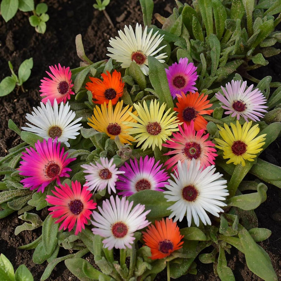 Livingstone Daisy Plants  1