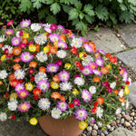 Livingstone Daisy Plants  2