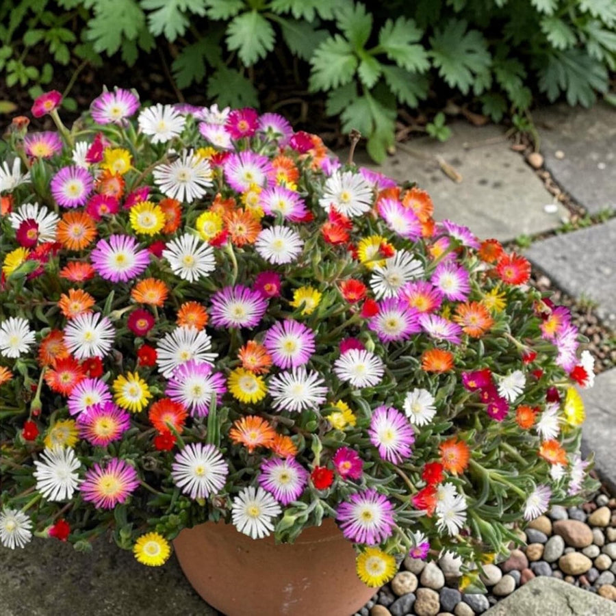 Livingstone Daisy Plants  2