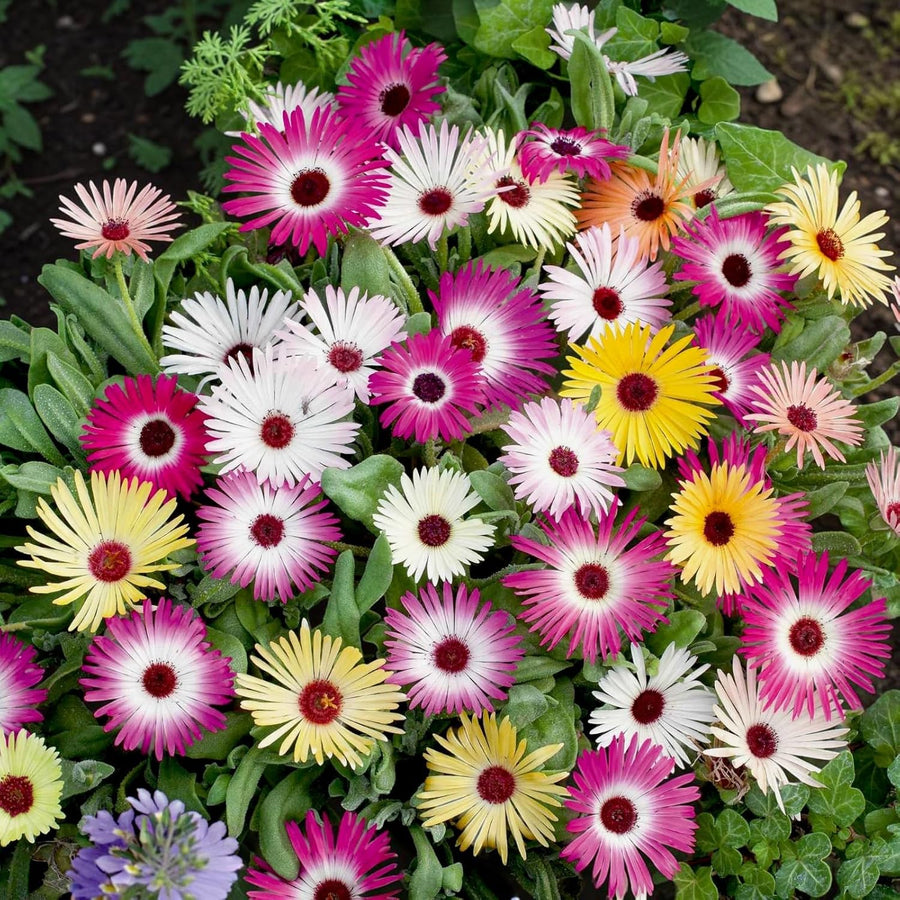Livingstone Daisy Plants  3