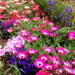 Livingstone Daisy Plants  4