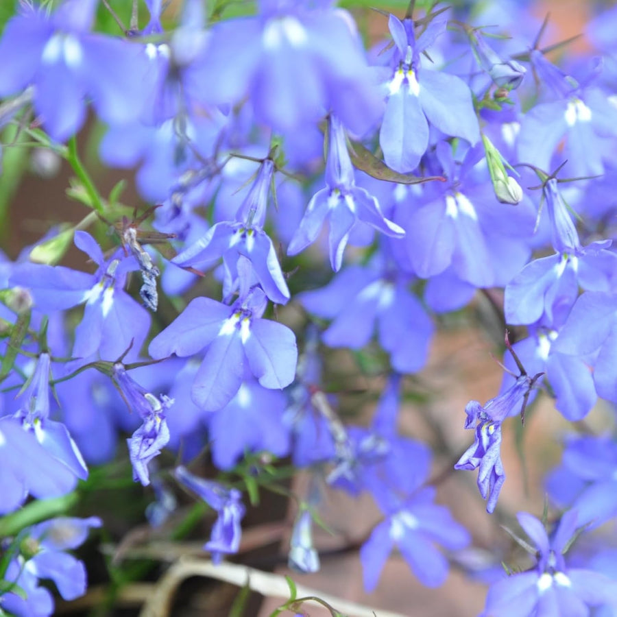Lobelia Cambridge Blue Bedding Plants  2