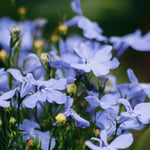Lobelia Cambridge Blue Bedding Plants  3