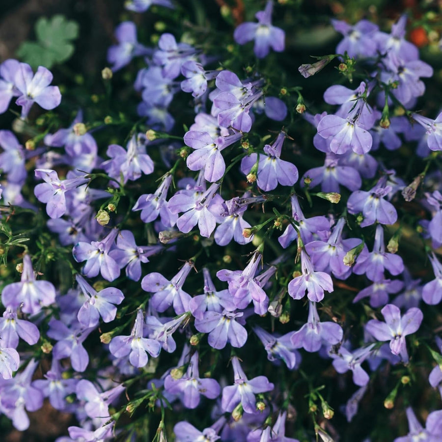 Lobelia Cambridge Blue Bedding Plants  4