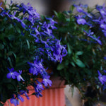 Lobelia Compact Dark Blue Bedding Plants  2