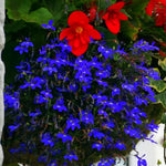 Lobelia Compact Dark Blue Bedding Plants  1
