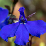 Lobelia Compact Dark Blue Bedding Plants  4