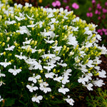 Lobelia Compact White Bedding Plants  2