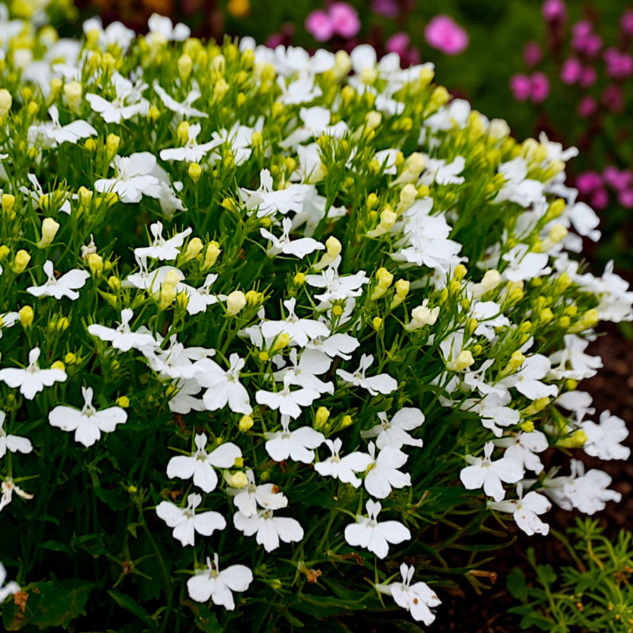 Lobelia Compact White Bedding Plants  2