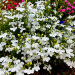 Lobelia Compact White Bedding Plants  3