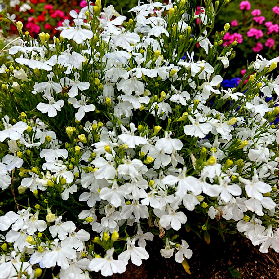 Lobelia Compact White Bedding Plants  3