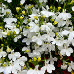 Lobelia Compact White Bedding Plants  1
