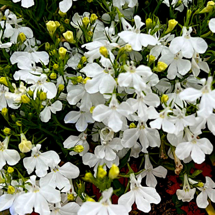 Lobelia Compact White Bedding Plants  1