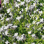 Lobelia Compact White Bedding Plants  4