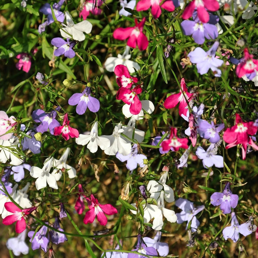 Lobelia String of Pearls Bedding Plants  1