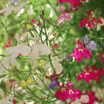 Lobelia String of Pearls Bedding Plants  2