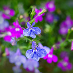 Lobelia Trailing Bedding Mixed Plants  3