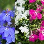Lobelia Trailing Bedding Mixed Plants  2