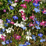 Lobelia Trailing Bedding Mixed Plants  4
