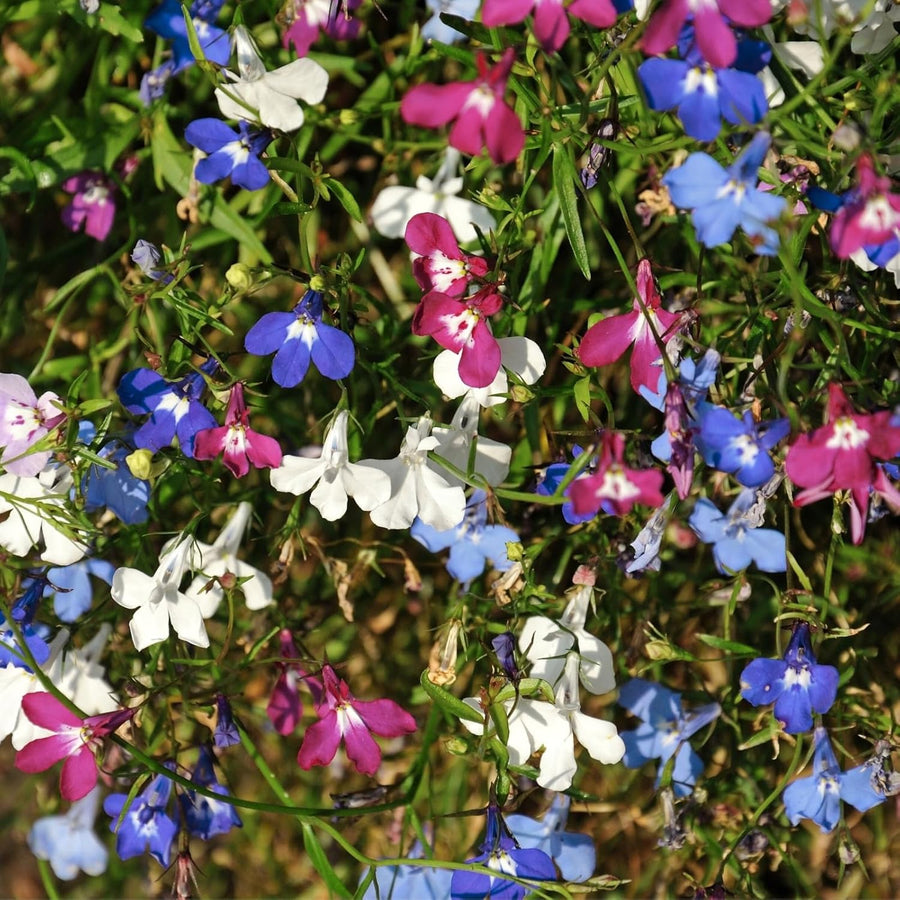 Lobelia Trailing Bedding Mixed Plants  4