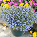 Lobelia Trailing Bedding Plants  4