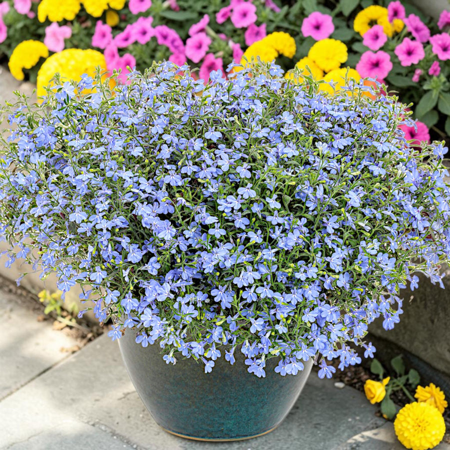 Lobelia Trailing Bedding Plants  4