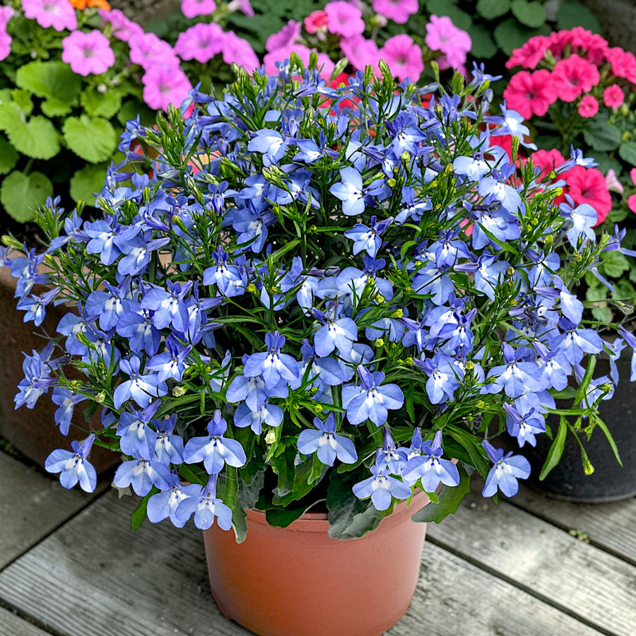 Lobelia Trailing Light Blue Bedding Plants  3