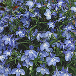 Lobelia Trailing Light Blue Bedding Plants  4