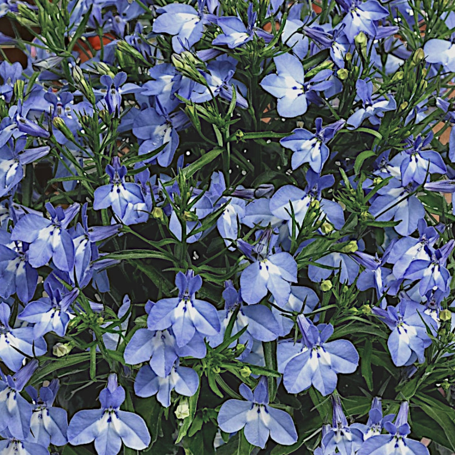 Lobelia Trailing Light Blue Bedding Plants  4