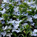 Lobelia Trailing Light Blue Bedding Plants  1