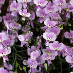 Lobelia Trailing Lilac Bedding Plants  1