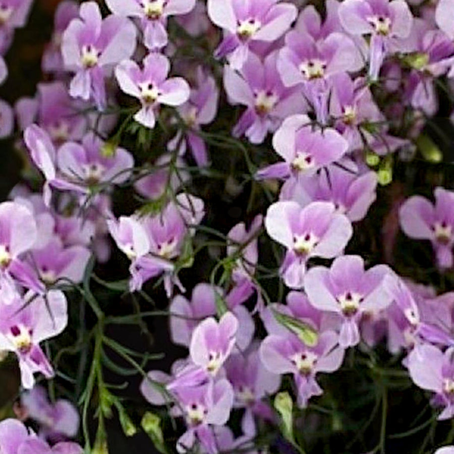 Lobelia Trailing Lilac Bedding Plants  1