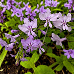 Lobelia Trailing Lilac Bedding Plants  3
