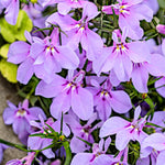 Lobelia Trailing Lilac Bedding Plants  4