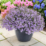 Lobelia Trailing Bedding Plants  2