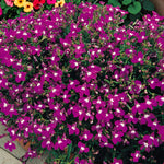 Lobelia Trailing Rose Bedding Plants  2