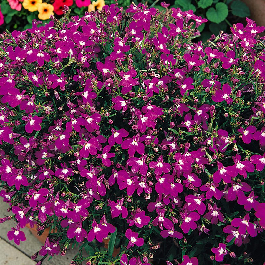Lobelia Trailing Rose Bedding Plants  2
