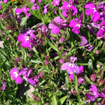 Lobelia Trailing Rose Bedding Plants  3
