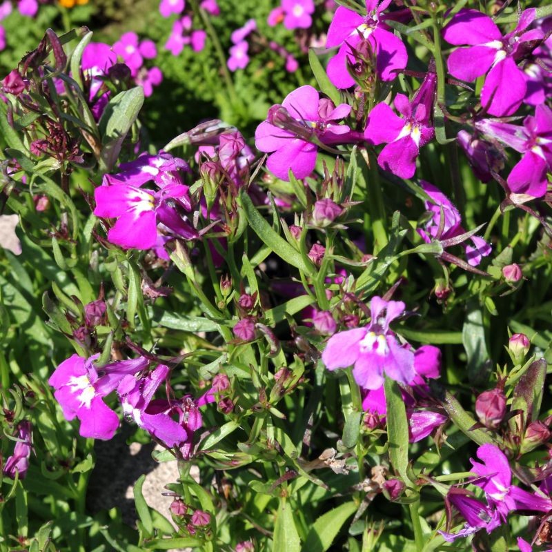 Lobelia Trailing Rose Bedding Plants  3