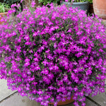Lobelia Trailing Bedding Plants  3